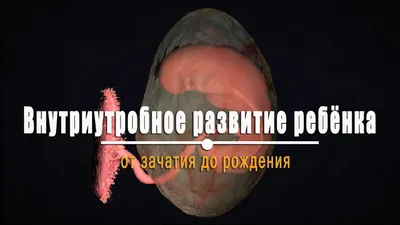 Эмбриональное развитие человека. Дифференцировка зародышевых листков -  YouTube