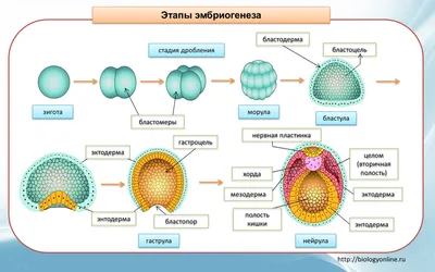 Диаграмма, показывающая оплодотворение человека и эмбриональное развитие |  Бесплатно векторы