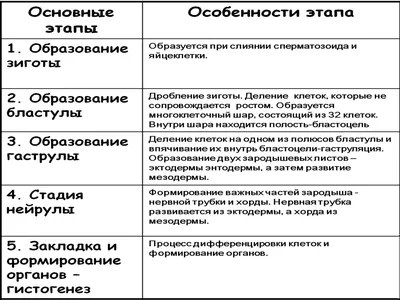 Развитие нервной системы - PsyAndNeuro.ru