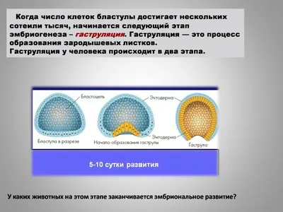 Формирование пола у эмбриона | Пикабу