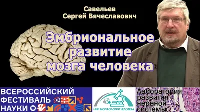 Презентация на тему: \"ОНТОГЕНЕЗ. ЭМБРИОНАЛЬНОЕ РАЗВИТИЕ ЧЕЛОВЕКА..  Онтогенез (греч. ontos сущее + genesis возникновение, развитие) процесс  индивидуального развития организма.\". Скачать бесплатно и без регистрации.