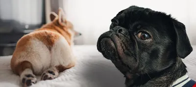 Фотоматериалы с эндометритом у собак: лучшие варианты для вашего дизайна