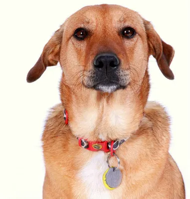 Фото эндометрита у собак: бесплатное скачивание в форматах jpg, png, webp