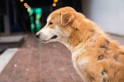 Фото собак с энтеритом в студийной съемке