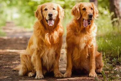 Картинки энтерита у собак с подборкой ветеринарных препаратов