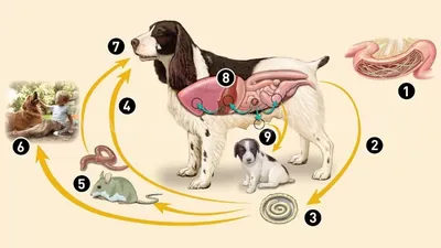 Изображение эпулиса у собаки - фон для дизайна
