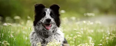 Эрлихиоз у собак: Фото для использования в качестве фона