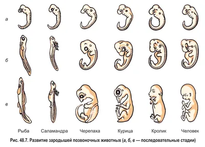 Этапы Развития Эмбриона Человека Беременность Календарь Роста Плода Эмбрион  Утробе Векторное изображение ©buchan 472582618