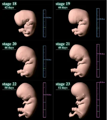 Этапы развития эмбриона человека Векторное изображение ©AlexanderPokusay  104687358