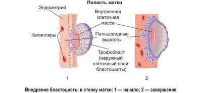 Инфографика с этапами развития эмбриона, плода и беременности . Векторное  изображение ©Sabelskaya 243921620