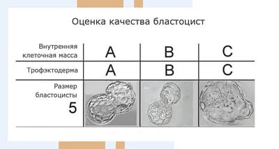 Развитие Плода 1-4 Неделя Беременности - YouTube