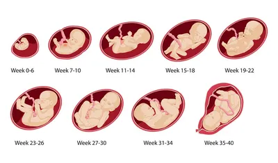 Этапы развития ребенка в утробе матери | ОБУЗ \"Родильный дом № 1\" г. Иваново