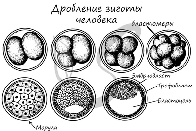 Критические и сенситивные периоды внутриутробного развития - ВОЗРАСТНАЯ  АНАТОМИЯ И ФИЗИОЛОГИЯ В 2 Т. Т.1 ОРГАНИЗМ ЧЕЛОВЕКА, ЕГО РЕГУЛЯТОРНЫЕ И  ИНТЕГРАТИВНЫЕ СИСТ