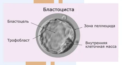 Анатомо-физиологические особенности детей