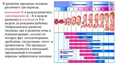 Развитие плода по неделям беременности: вес, рост, расположение, этапы