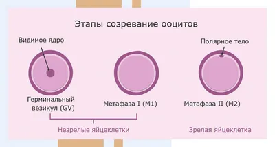 Эмбриональные стволовые клетки — Википедия