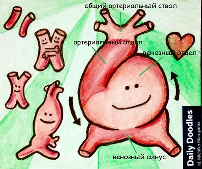 Особенности внутриутробного созревания как предпосылка психического развития  детей – тема научной статьи по ветеринарным наукам читайте бесплатно текст  научно-исследовательской работы в электронной библиотеке КиберЛенинка