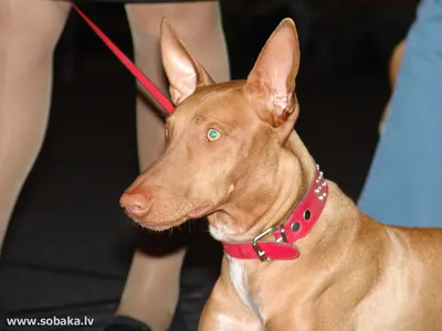 Фото Фараоновой собаки с эффектом блика