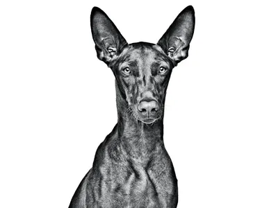 Собака породы Фараон: красивые фото