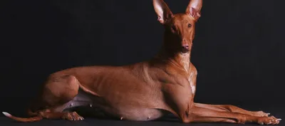 Фараонова собака: изображения для использования на сайтах