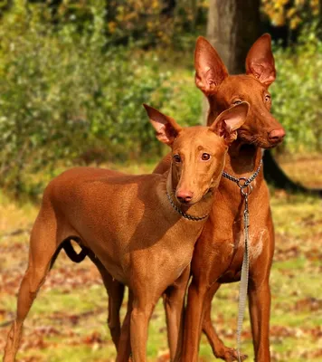 Фото Фараоновой собаки для использования в качестве обоев