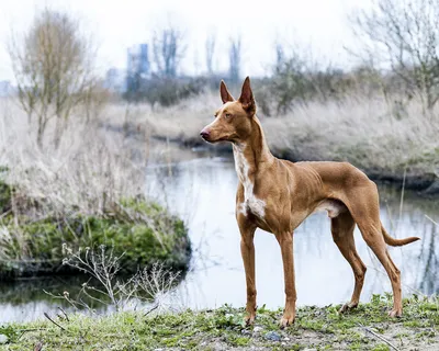 Фараоновая собака: фото, картинки, скачать