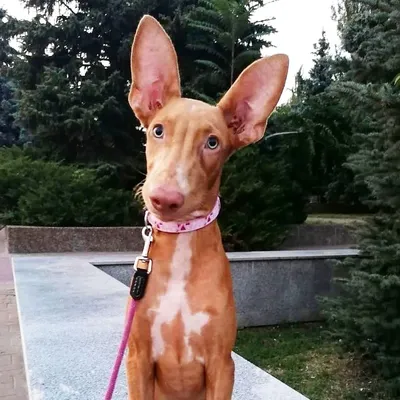 Фото Фараоновой собаки: выберите желаемый размер