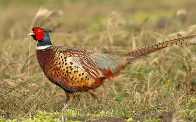 Фазан обыкновенный (Phasianus colchicus)