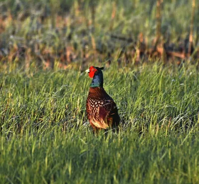 Обыкновенный фазан (Phasianus colchicus). Птицы Кыргызстана.