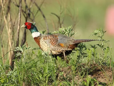 Золотой фазан (Chrysolophus pictus) — Зоопарк «Лимпопо» г. Нижний Новгород  – Нижегородский зоопарк