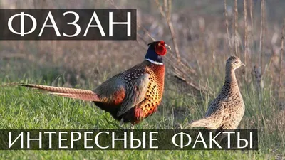 Золотой фазан