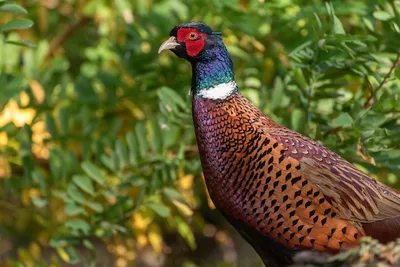 картинки : птица, фазан, Ring necked pheasant, клюв, Galliformes,  Phasianidae, приспособление, Дикая природа, трава 4518x3323 - eddieheijmans  - 1614488 - красивые картинки - PxHere