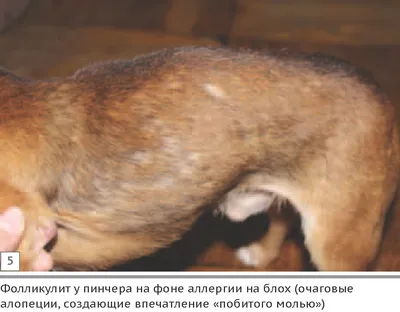 Фото Фолликулит у собак в формате jpg для скачивания