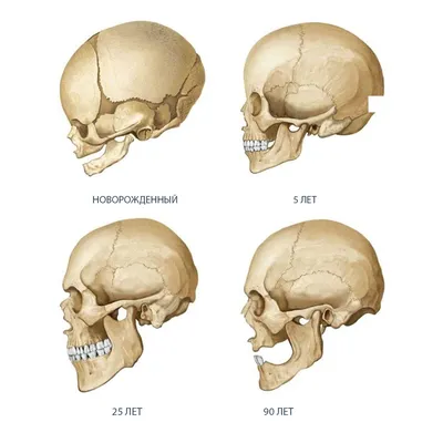 Формы черепа человека фото