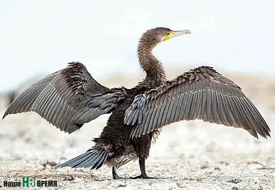 Японский баклан (Phalacrocorax capillatus)