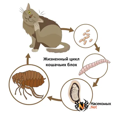 Блоха человеческая — Википедия