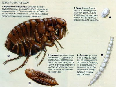 Блохи: фото, причины появления, как избавиться, препараты Август