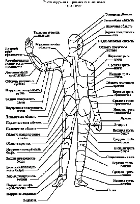 Название частей тела человека (2). | Уроки биологии, Анатомия йоги, Тело