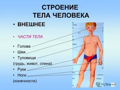 Внешнее строение человека | Анатомия человека, Учащиеся медучилища, Анатомия