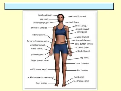 Части тела на английском | LinguaZen | Дзен