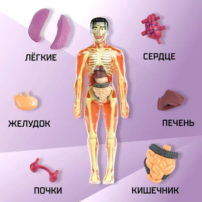 Части тела человека стоковое фото. изображение насчитывающей вакханические  - 106839946