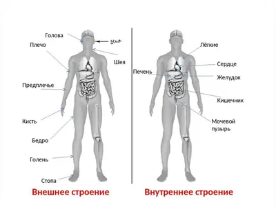 Анатомия человека: простое и доступное описание анатомических и  физиологических особенностей тела человека