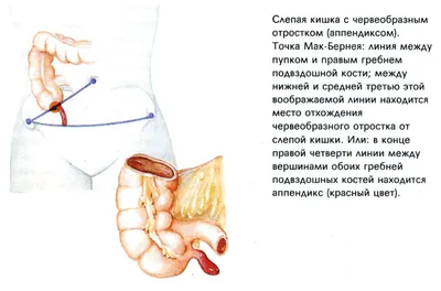 Внутренние Органы Анатомические Части Тела Человека Мозг Желудок Почки И  Селезенка Мультфильм Мочевой Системы Сердца И Легких Набор В — стоковая  векторная графика и другие изображения на тему Тимус - iStock