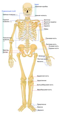 Какой орган человека является самым жирным? | ЭРИУМ: эрудиция и ум. | Дзен