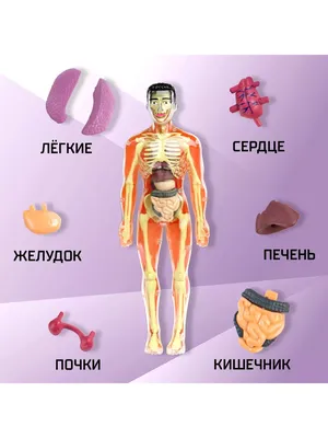 Внутренние органы человека Модель человеческого тела Стоковое Фото -  изображение насчитывающей кишечники, думмично: 88496576