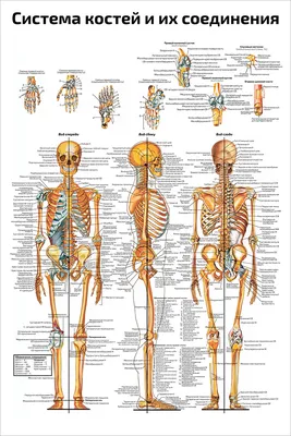 Атлас анатомии человека - Скелет человека