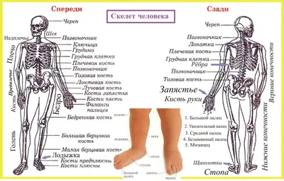 Плакат обучающий А2 ламинир. Мышечная система мышцы человека анатомический  NEW 457x610 мм - купить с доставкой по выгодным ценам в интернет-магазине  OZON (346043886)