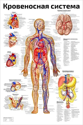 Анатомия лица человека: кровеносная и нервная системы (плакат) ᐈ купить по  низкой цене в интернет-магазине VSALON24