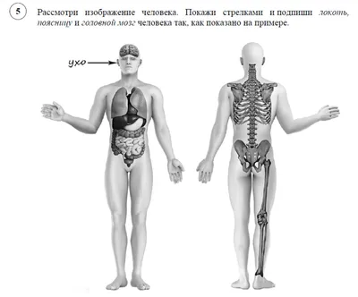 Нервная система человека — Википедия