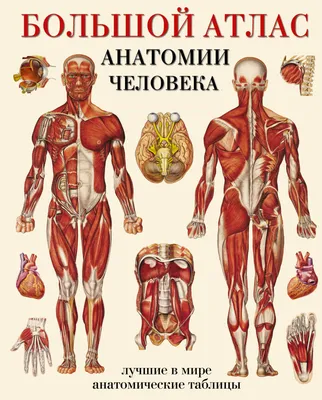 Плакат обучающий А2 ламинир. Кровеносная система человека медицинский  анатомический плакат 457x610 мм - купить с доставкой по выгодным ценам в  интернет-магазине OZON (696871084)